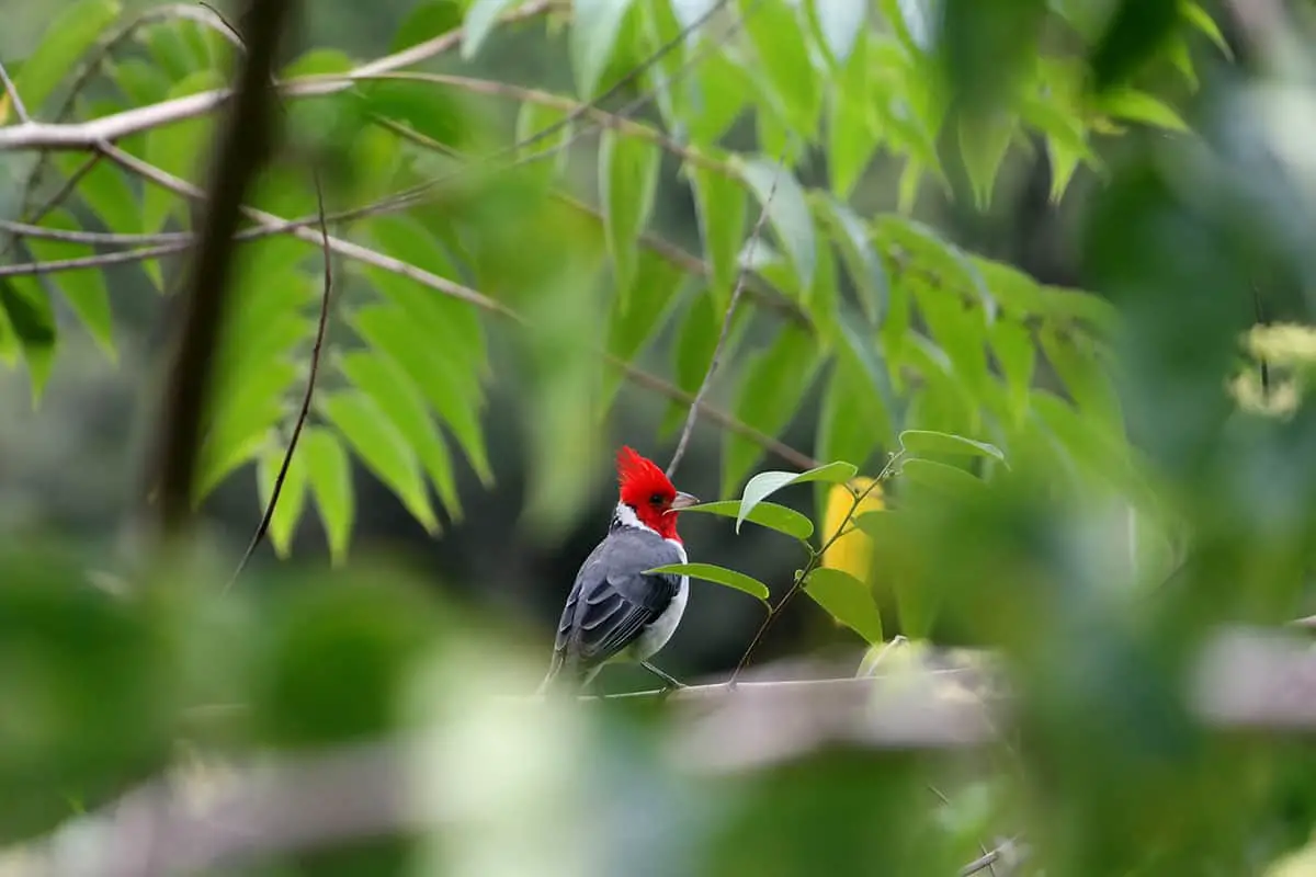 a red-crested-cardinal spotted on Oahu