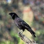 Hawaiian crow perching