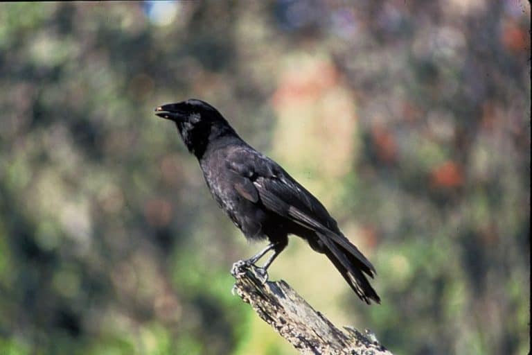 Hawaiian Crow (Corvus hawaiiensis) - Hawaii Bird Guide