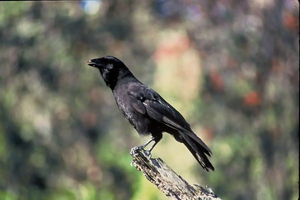 Hawaiian crow perching