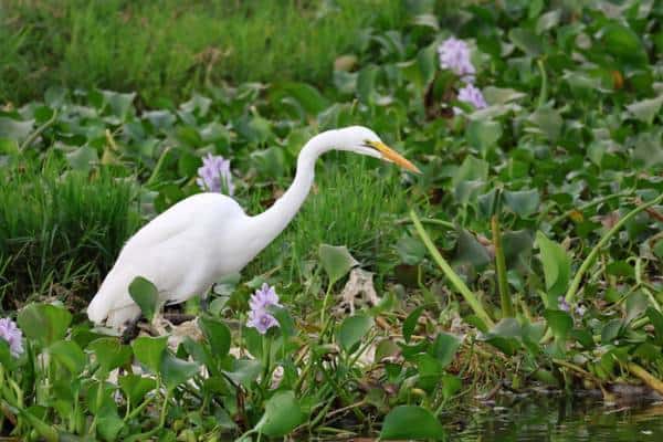 Intermediate egret foraging