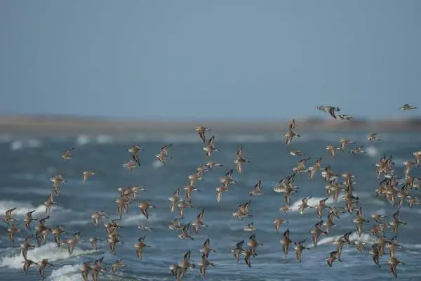 Lesser sand plovers flying