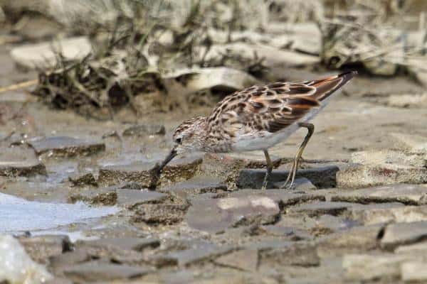 Long-toed stint foraging