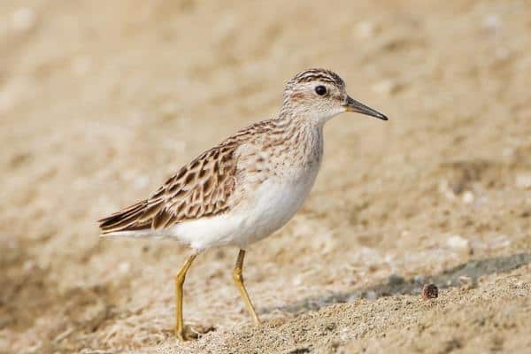 Long-toed stint standing