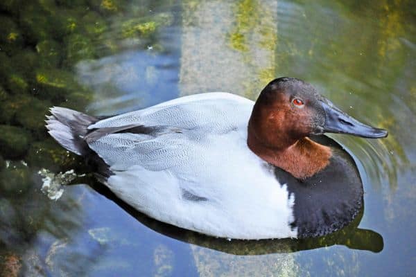 Male canvasback resting