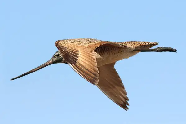 Marbled godwit in flight