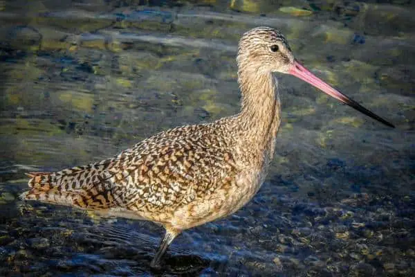Marbled godwit standing