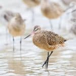 Marbled godwits