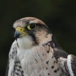 Merlin falcon bird