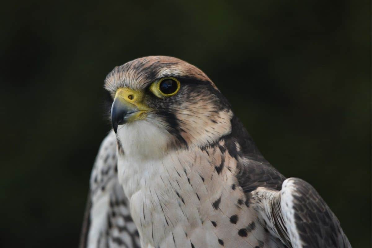 Merlin falcon bird