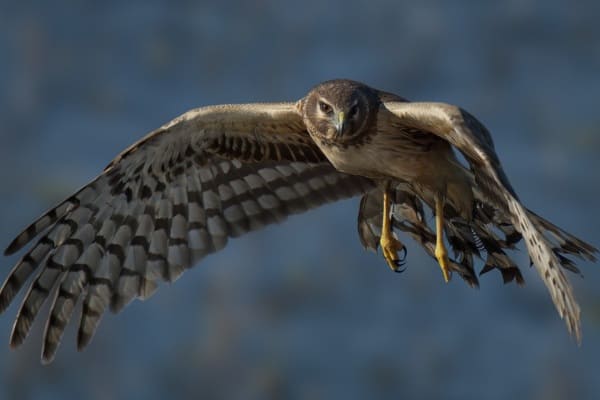 Northern harrier flying