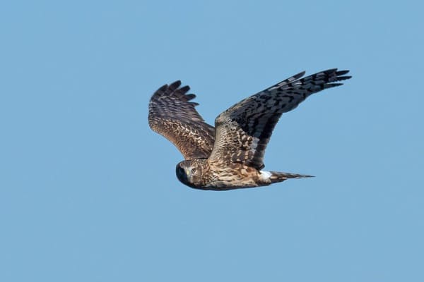 Northern harrier in flight