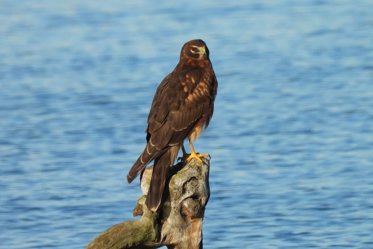 Northern harrier perching