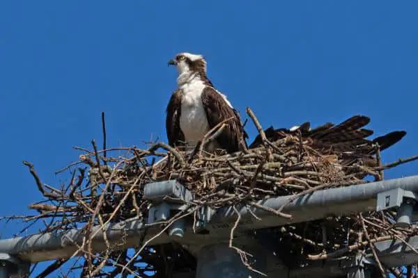 Osprey on its nest