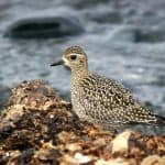 Pacific golden-plover at rest