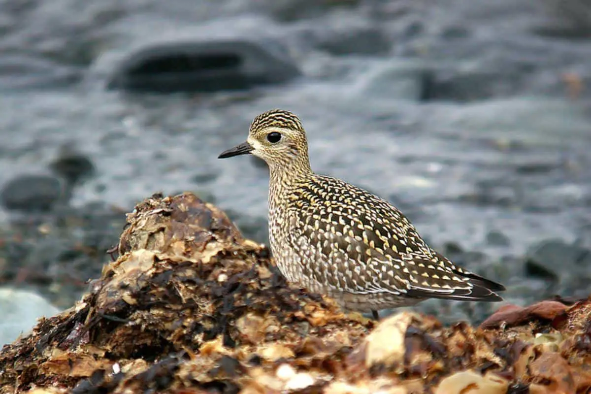 Pacific golden-plover at rest