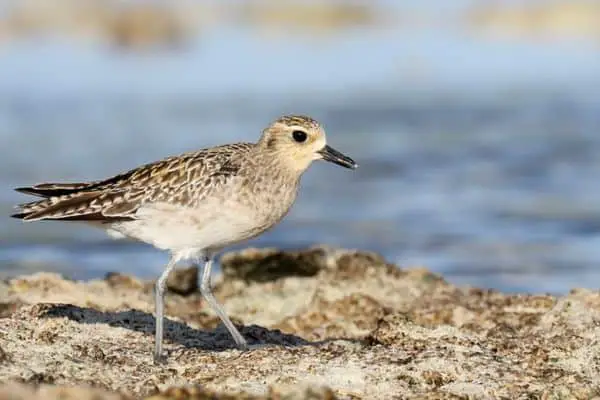 Pacific golden plover foraging