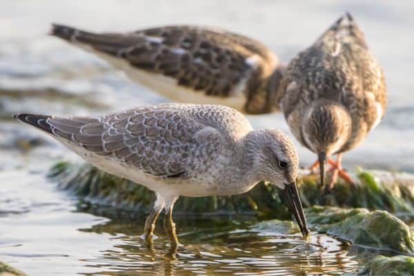 Red knot in the foraging