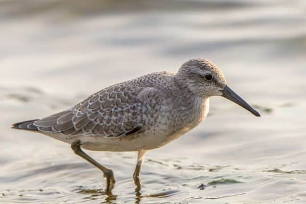 Red knot in the water