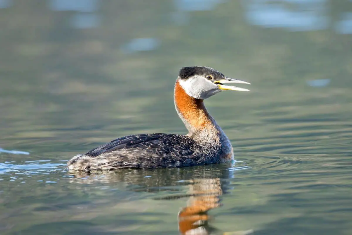 Red-necked grebe in water