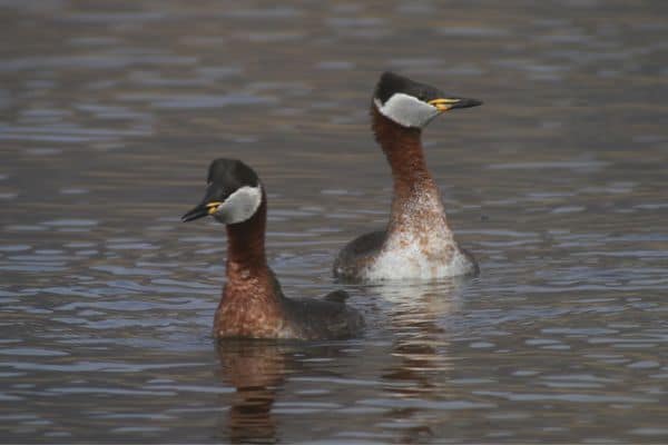 Red-necked grebes resting