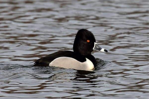 Ring-necked duck swimming