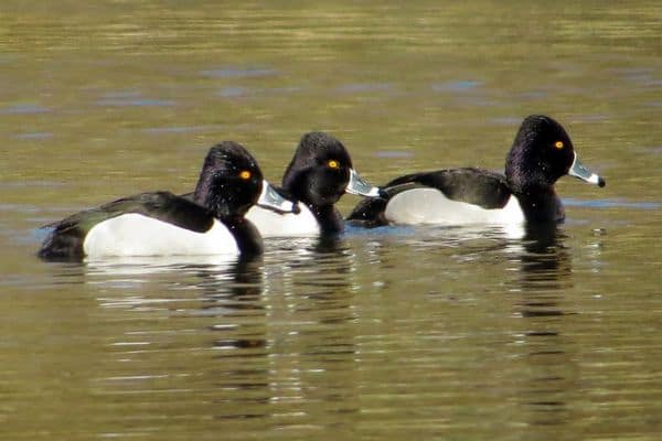 Ring-necked ducks on pond