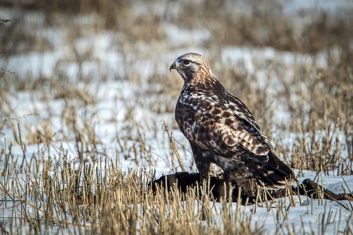 Rough-legged hawk on snowy field