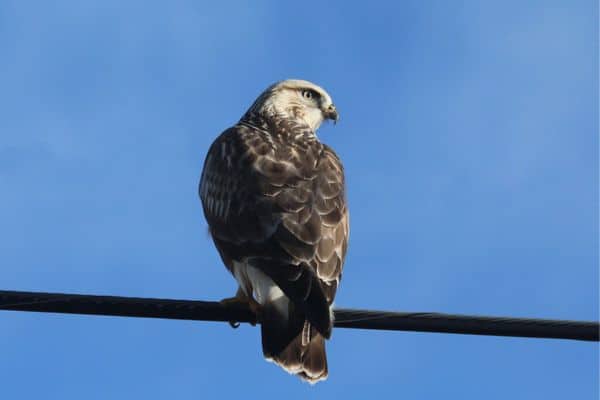 Rough-legged hawk perching