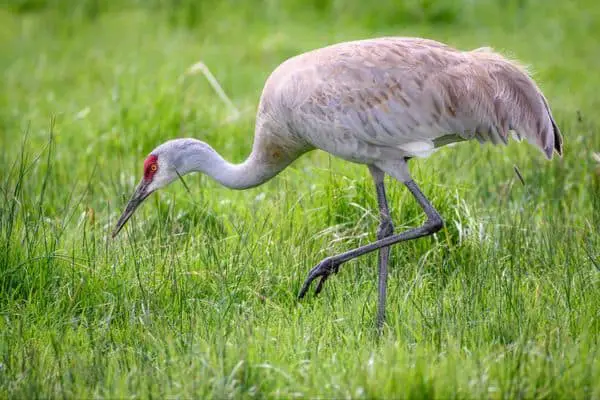 Sandhill crane foraging