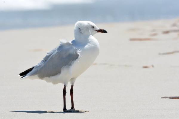 Seagull standing on the shore