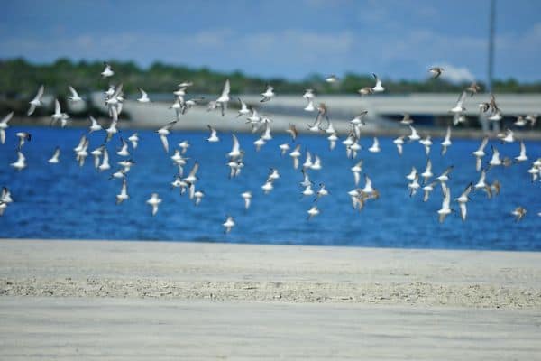 Semipalmated plover flock