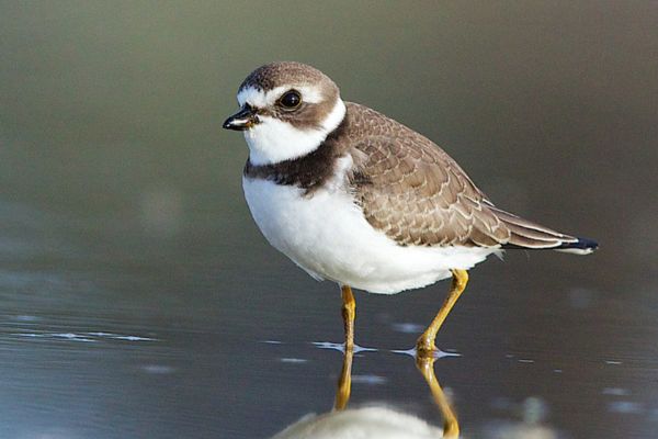 Semipalmated plover foraging