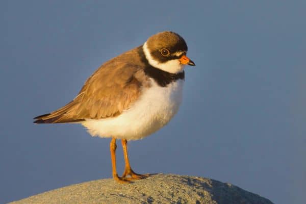 Semipalmated plover standing