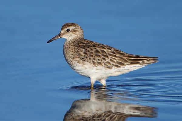 Sharp-tailed sandpiper in wetland