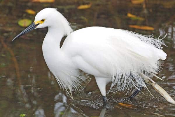 Snowy egret in wetland