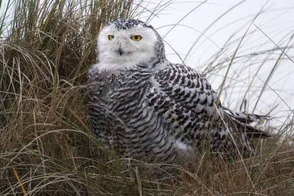 Snowy owl in the grass
