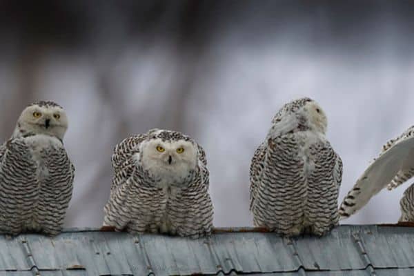 Snowy owls on the roof