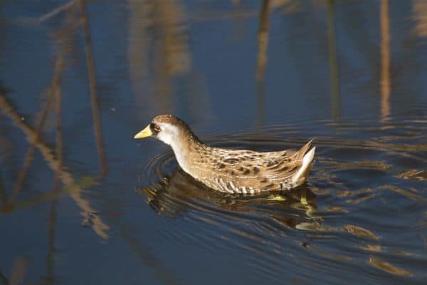 Sora bird swimming