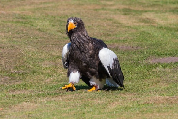 Stellers sea eagle on the ground