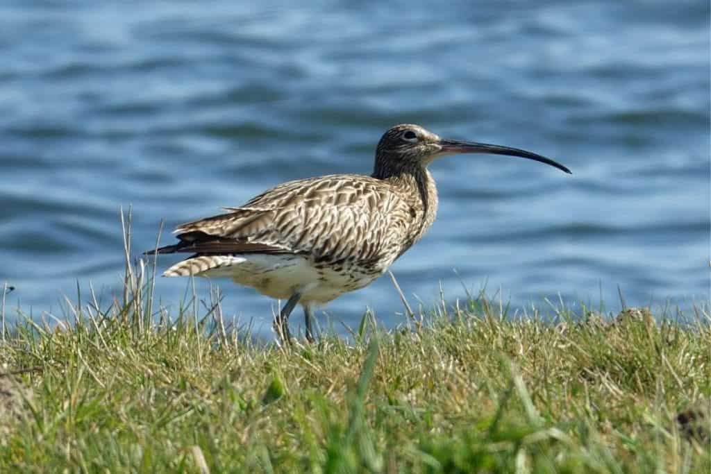 Stilt Sandpiper (Calidris himantopus) Hawaii Bird Guide