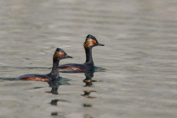Two eared grebes
