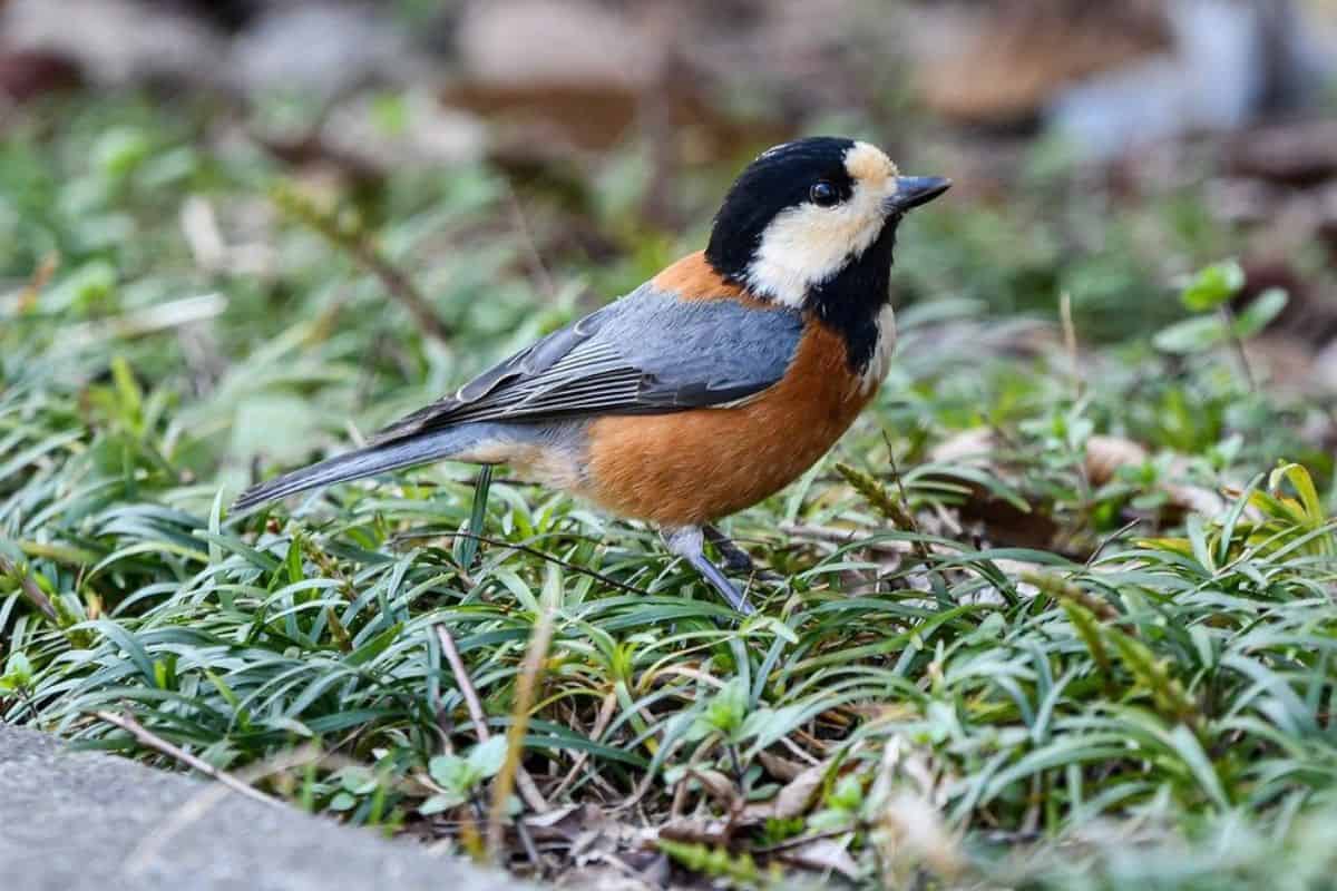 Varied tit on the ground