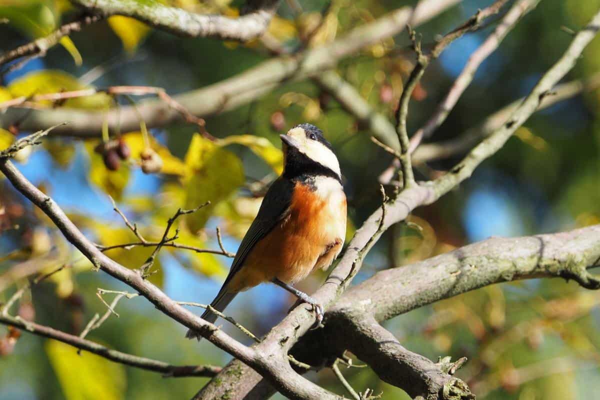 Varied tit perched on a tree