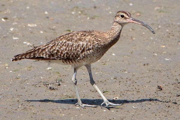 Whimbrel standing