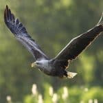 White-tailed eagle flying
