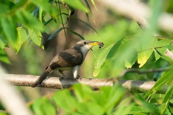 Yellow-billed cuckoo catches a caterpillar