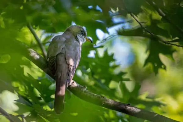 Yellow-billed cuckoo on tree branch