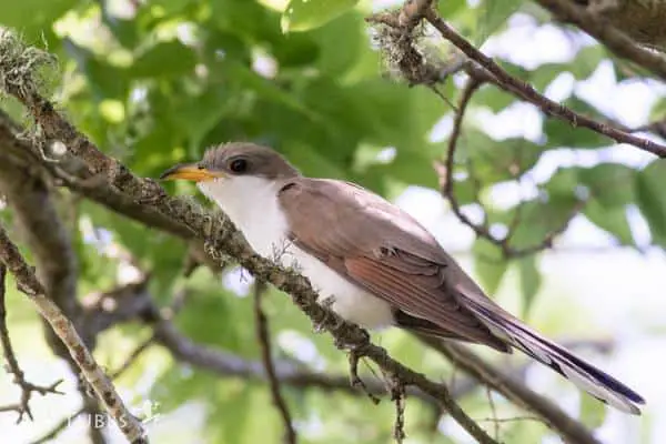 Yellow-billed cuckoo perched on a twig