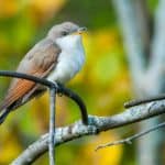Yellow-billed cuckoo perching